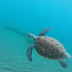 Plage de Malendure - Basse-Terre