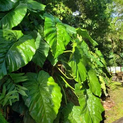 Cascade aux Écrevisses (Crayfish Waterfall) - Bouillante