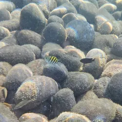 Les Bains Chauds de Bouillante (Hot Springs) - Bouillante