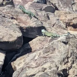 Les Bains Chauds de Bouillante (Hot Springs) - Bouillante