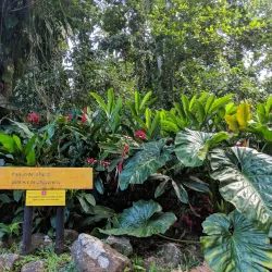 Maison de la Forêt (Forest House) - Bouillante