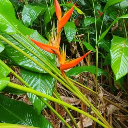 Maison de la Forêt (Forest House) - Bouillante