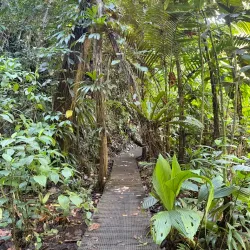 Maison de la Forêt (Forest House) - Bouillante