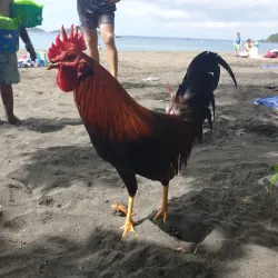 Plage de Malendure - Bouillante