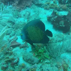 Plongée Bouillante (Diving Center) - Bouillante