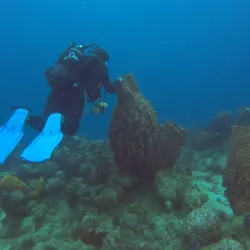 Plongée Bouillante (Diving Center) - Bouillante
