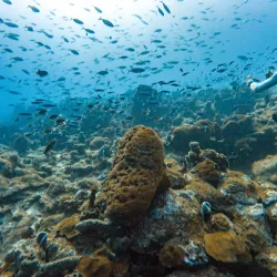 Plongée Bouillante (Diving Center) - Bouillante