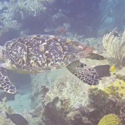 Plongée Bouillante (Diving Center) - Bouillante