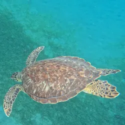 Réserve Cousteau (Cousteau Marine Reserve) - Bouillante