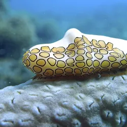 Guadeloupe National Park - Gourbeyre