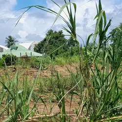 Beautiful landscape of Goyave