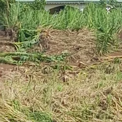 A picturesque scene in Goyave