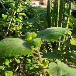 A vibrant street view in Goyave