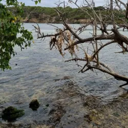Anse à la Barque Beach - Goyave