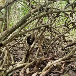 Anse à la Barque Beach - Goyave
