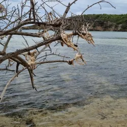 Anse à la Barque Beach - Goyave