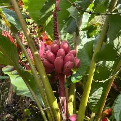 La Maison de la Banane (Banana Museum) - Goyave