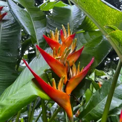 La Maison de la Banane (Banana Museum) - Goyave