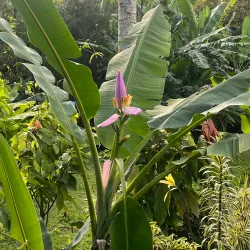 La Maison de la Banane (Banana Museum) - Goyave