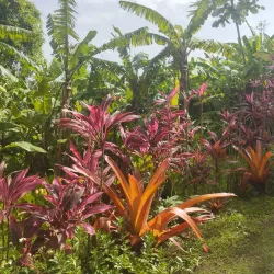 La Maison de la Banane (Banana Museum) - Goyave