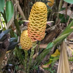 La Maison de la Banane (Banana Museum) - Goyave