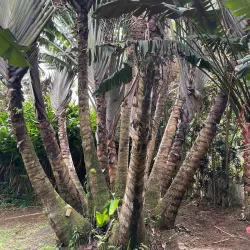La Maison de la Banane (Banana Museum) - Goyave