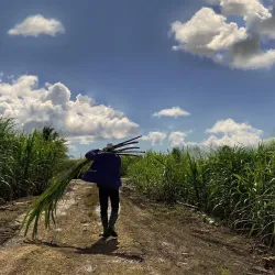 Local Rum Distilleries - Goyave