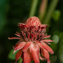 Parc National de la Guadeloupe (nearby) - Goyave