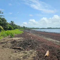 Plage de Viard Mangrove - Goyave