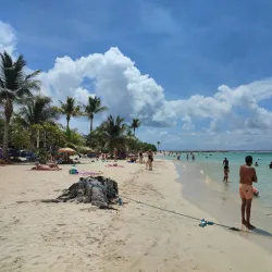 Plage de Viard Mangrove - Goyave