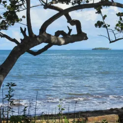 Plage de Viard Mangrove - Goyave