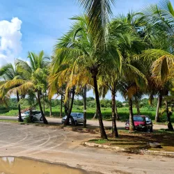 Plage de Viard Mangrove - Goyave