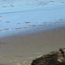 Plage de Viard Mangrove - Goyave