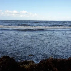 Plage de Viard Mangrove - Goyave