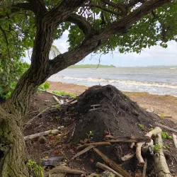 Plage de Viard - Goyave