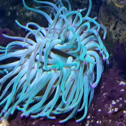 Aquarium de la Guadeloupe - Le Gosier