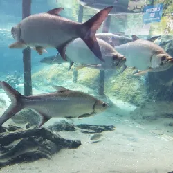 Aquarium de la Guadeloupe - Le Gosier