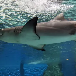 Aquarium de la Guadeloupe - Le Gosier