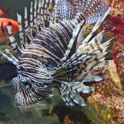 Aquarium de la Guadeloupe - Le Gosier