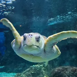 Aquarium de la Guadeloupe - Le Gosier