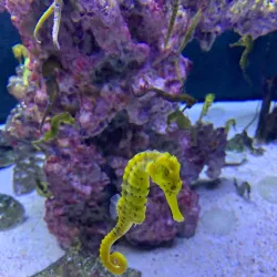 Aquarium de la Guadeloupe - Le Gosier