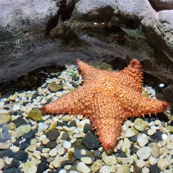 Aquarium de la Guadeloupe - Le Gosier