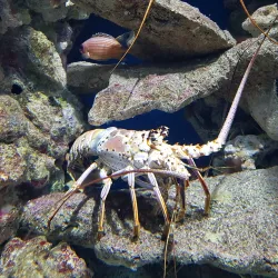 Aquarium de la Guadeloupe - Le Gosier