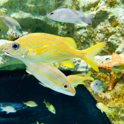 Aquarium de la Guadeloupe - Le Gosier