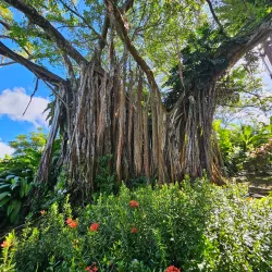 Jardin Botanique de Deshaies - Pointe-à-Pitre