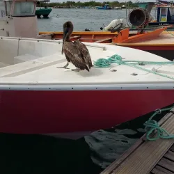 Marina de Saint-François - Saint-Francois