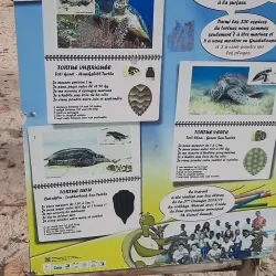 Plage des Raisins Clairs - Saint-Francois