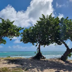 Plage des Raisins Clairs - Saint-Francois