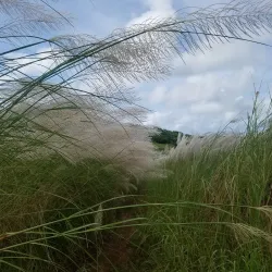 Mount Lamlam - Agana Heights