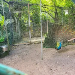 Guam Zoo - Dededo